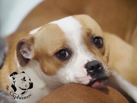 Staffordshire bull terrier gallery