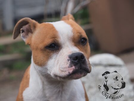 Staffordshire bull terrier gallery