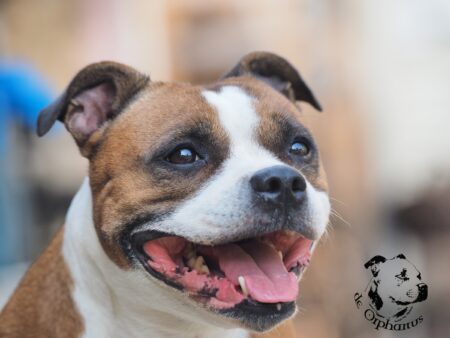 Staffordshire bull terrier gallery