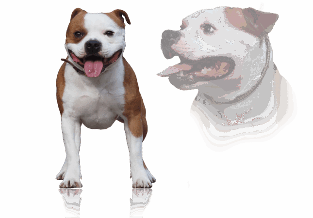 Staffordshire bull terrier males 