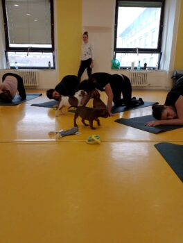 Yoga se štěňátky 74 Yoga se štěňátky puppy yoga stafordšírský bulteriér