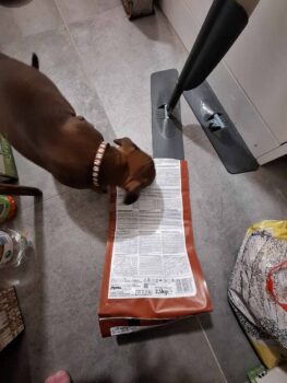 Yoga se štěňátky 32 Yoga se štěňátky puppy yoga stafordšírský bulteriér