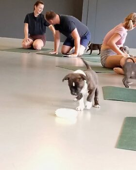 puppy yoga stafordšírský bulteriér