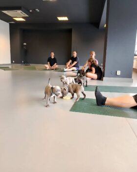 Yoga se štěňátky 30 Yoga se štěňátky puppy yoga stafordšírský bulteriér