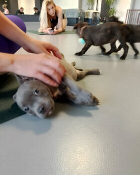 Yoga se štěňátky 29 Yoga se štěňátky puppy yoga stafordšírský bulteriér