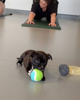 puppy yoga stafordšírský bulteriér