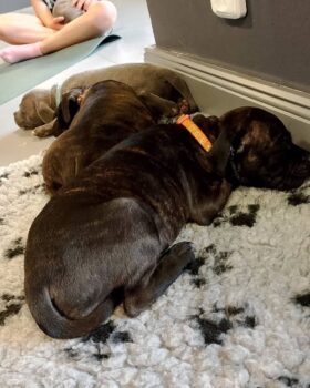 Yoga se štěňátky 27 Yoga se štěňátky puppy yoga stafordšírský bulteriér