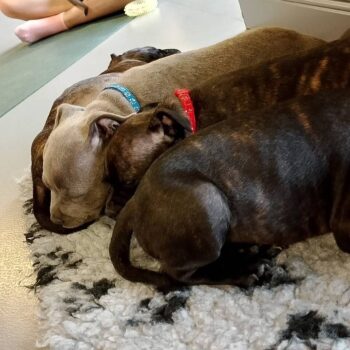 Yoga se štěňátky 26 Yoga se štěňátky puppy yoga stafordšírský bulteriér