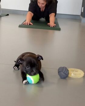 Yoga se štěňátky 25 Yoga se štěňátky puppy yoga stafordšírský bulteriér