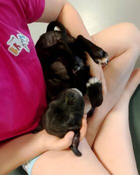 puppy yoga stafordšírský bulteriér