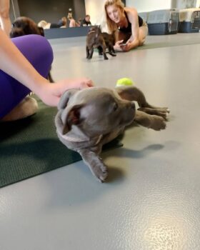puppy yoga stafordšírský bulteriér