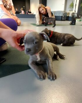 puppy yoga stafordšírský bulteriér