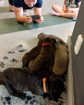 Yoga se štěňátky 21 Yoga se štěňátky puppy yoga stafordšírský bulteriér