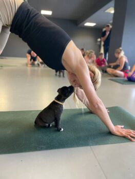 puppy yoga stafordšírský bulteriér