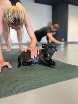 puppy yoga stafordšírský bulteriér