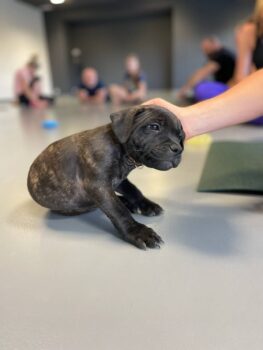 puppy yoga stafordšírský bulteriér
