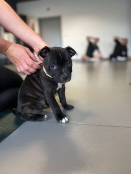 puppy yoga stafordšírský bulteriér