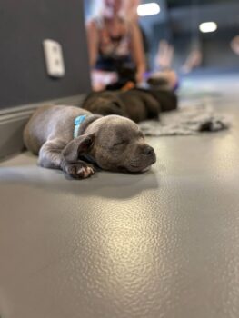 puppy yoga stafordšírský bulteriér
