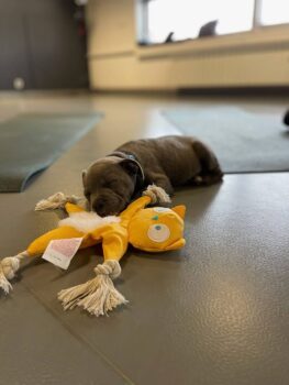 puppy yoga stafordšírský bulteriér