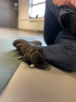 Yoga se štěňátky 14 Yoga se štěňátky puppy yoga stafordšírský bulteriér