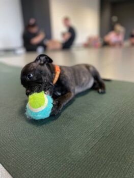 Yoga se štěňátky 12 Yoga se štěňátky puppy yoga stafordšírský bulteriér