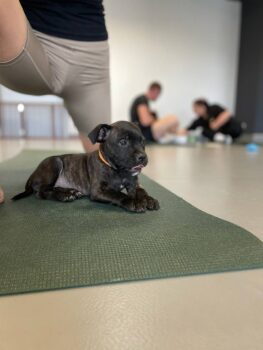 Yoga se štěňátky 11 Yoga se štěňátky puppy yoga stafordšírský bulteriér