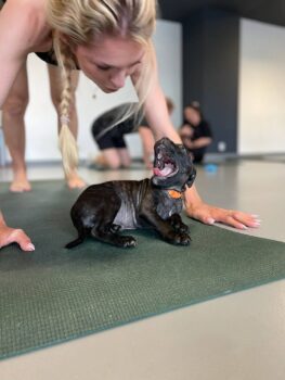Yoga se štěňátky 10 Yoga se štěňátky puppy yoga stafordšírský bulteriér