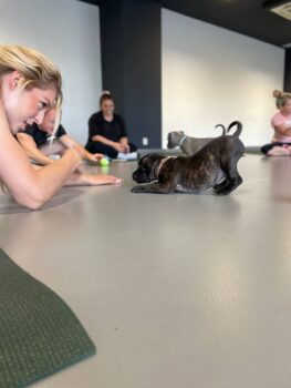 puppy yoga stafordšírský bulteriér