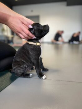 puppy yoga stafordšírský bulteriér