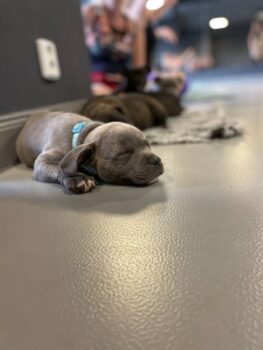 Yoga se štěňátky 7 Yoga se štěňátky puppy yoga stafordšírský bulteriér