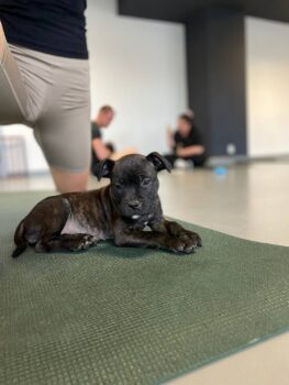 puppy yoga stafordšírský bulteriér
