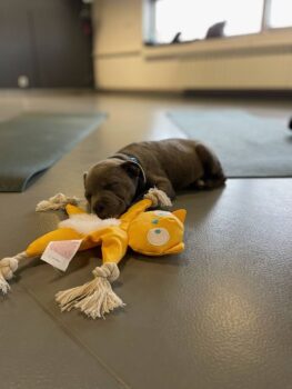 puppy yoga stafordšírský bulteriér