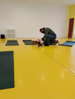 puppy yoga stafordšírský bulteriér