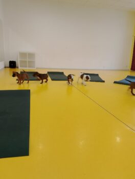 Yoga se štěňátky 71 Yoga se štěňátky puppy yoga stafordšírský bulteriér