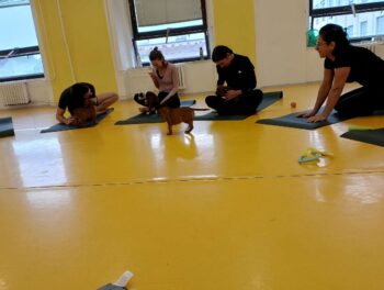 Yoga se štěňátky 69 Yoga se štěňátky puppy yoga stafordšírský bulteriér