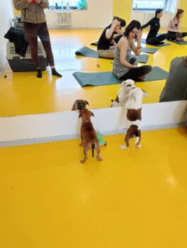 puppy yoga stafordšírský bulteriér