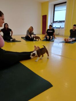 puppy yoga stafordšírský bulteriér