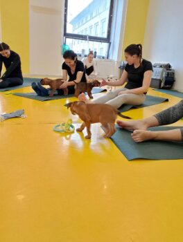 puppy yoga stafordšírský bulteriér