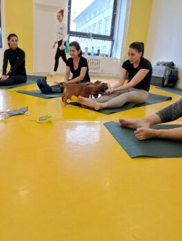 Yoga se štěňátky 64 Yoga se štěňátky puppy yoga stafordšírský bulteriér