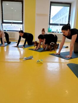 puppy yoga stafordšírský bulteriér