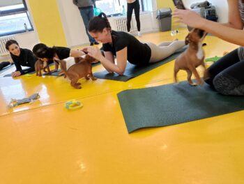 puppy yoga stafordšírský bulteriér