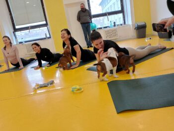 puppy yoga stafordšírský bulteriér