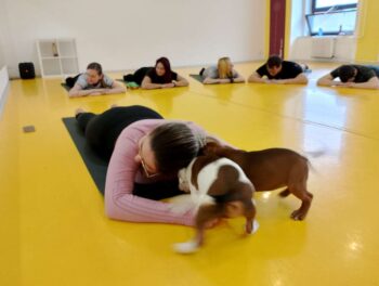 Yoga se štěňátky 59 Yoga se štěňátky puppy yoga stafordšírský bulteriér
