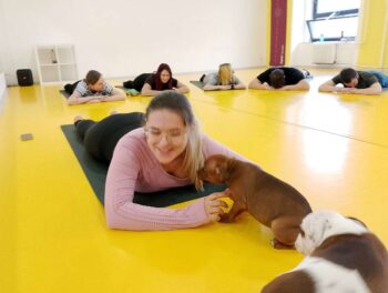 puppy yoga stafordšírský bulteriér