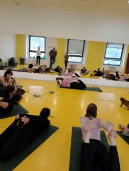 Yoga se štěňátky 53 Yoga se štěňátky puppy yoga stafordšírský bulteriér