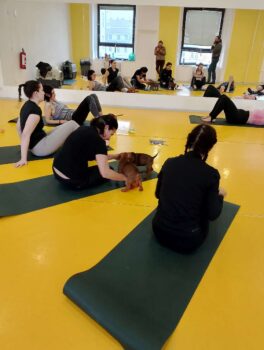 puppy yoga stafordšírský bulteriér