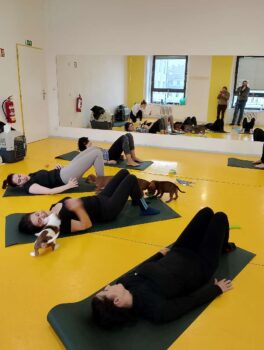 Yoga se štěňátky 47 Yoga se štěňátky puppy yoga stafordšírský bulteriér