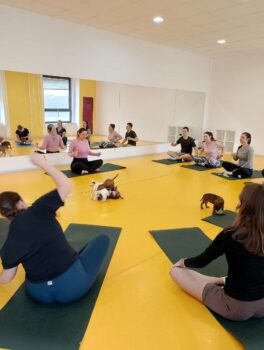 puppy yoga stafordšírský bulteriér