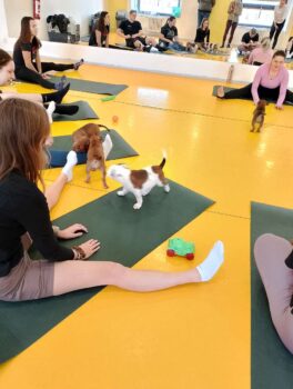 Yoga se štěňátky 38 Yoga se štěňátky puppy yoga stafordšírský bulteriér