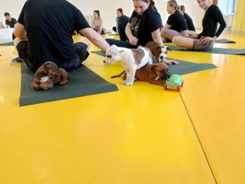 puppy yoga stafordšírský bulteriér